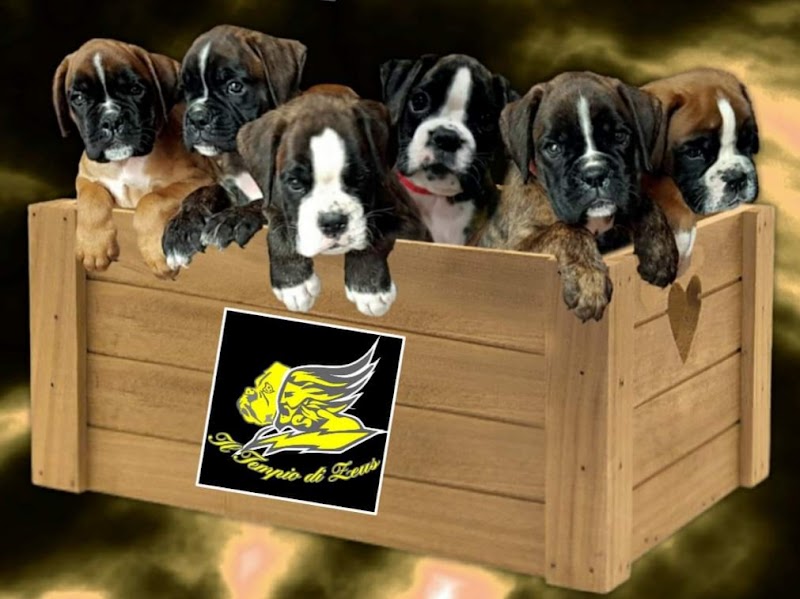 Allevamento cane boxer cuccioli Il Tempio Di Zeus riconosciuto enci fci ed boxer club italia