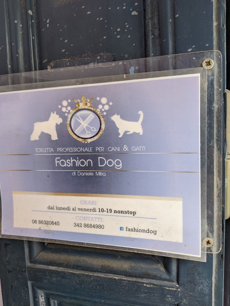 Fashion Dog