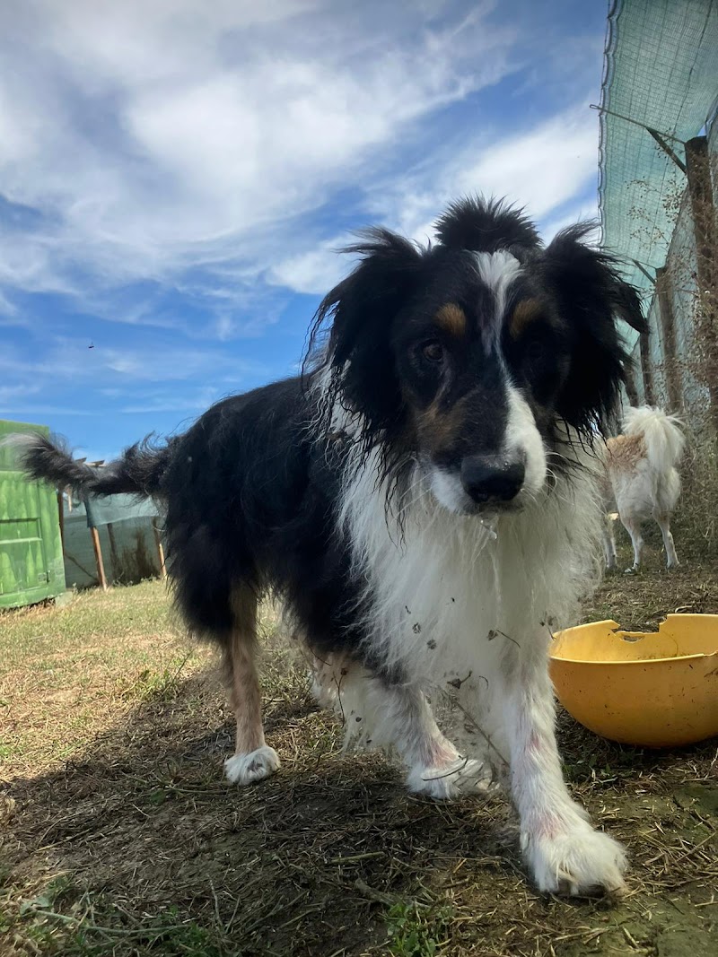 Cuccioli e Canaglie