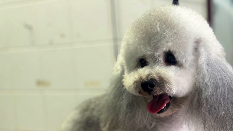 Toeletta e Pet Shop Rin Tin Tin