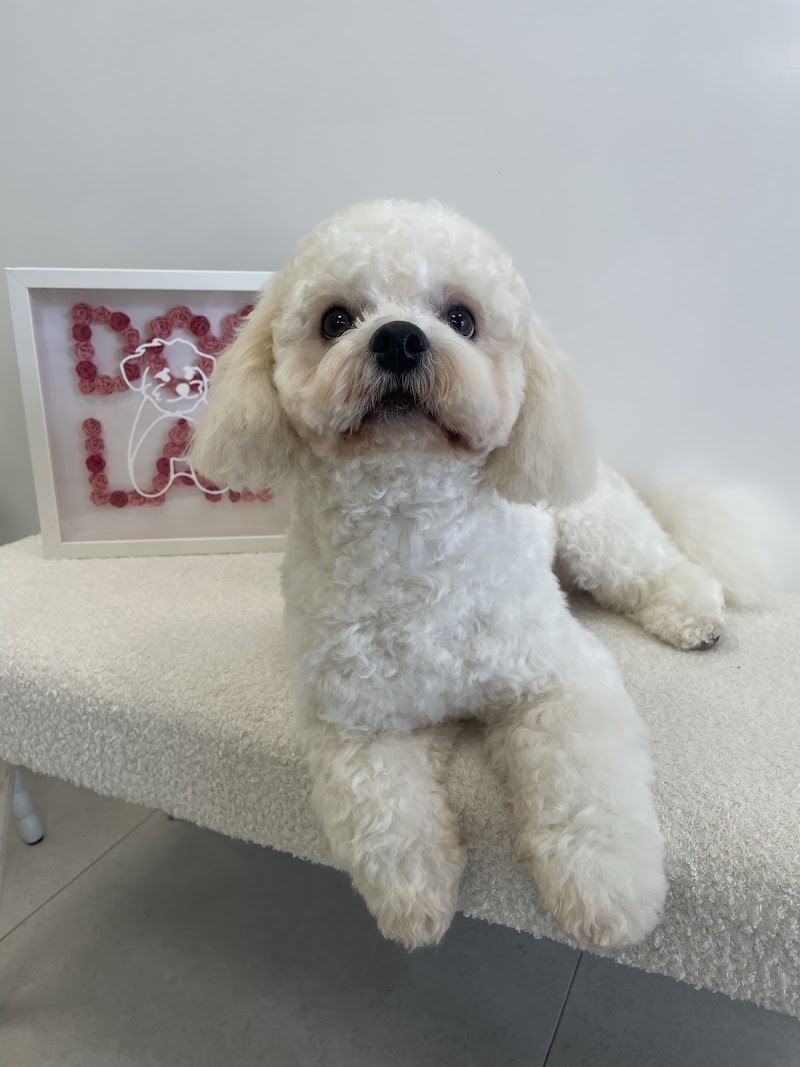 Dog Lab Toeletta
