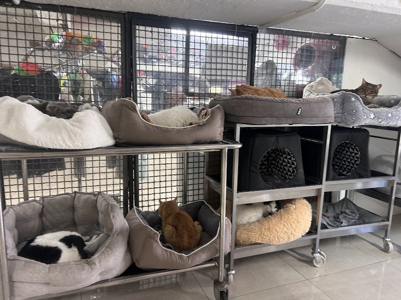 Torre Argentina Cat Sanctuary