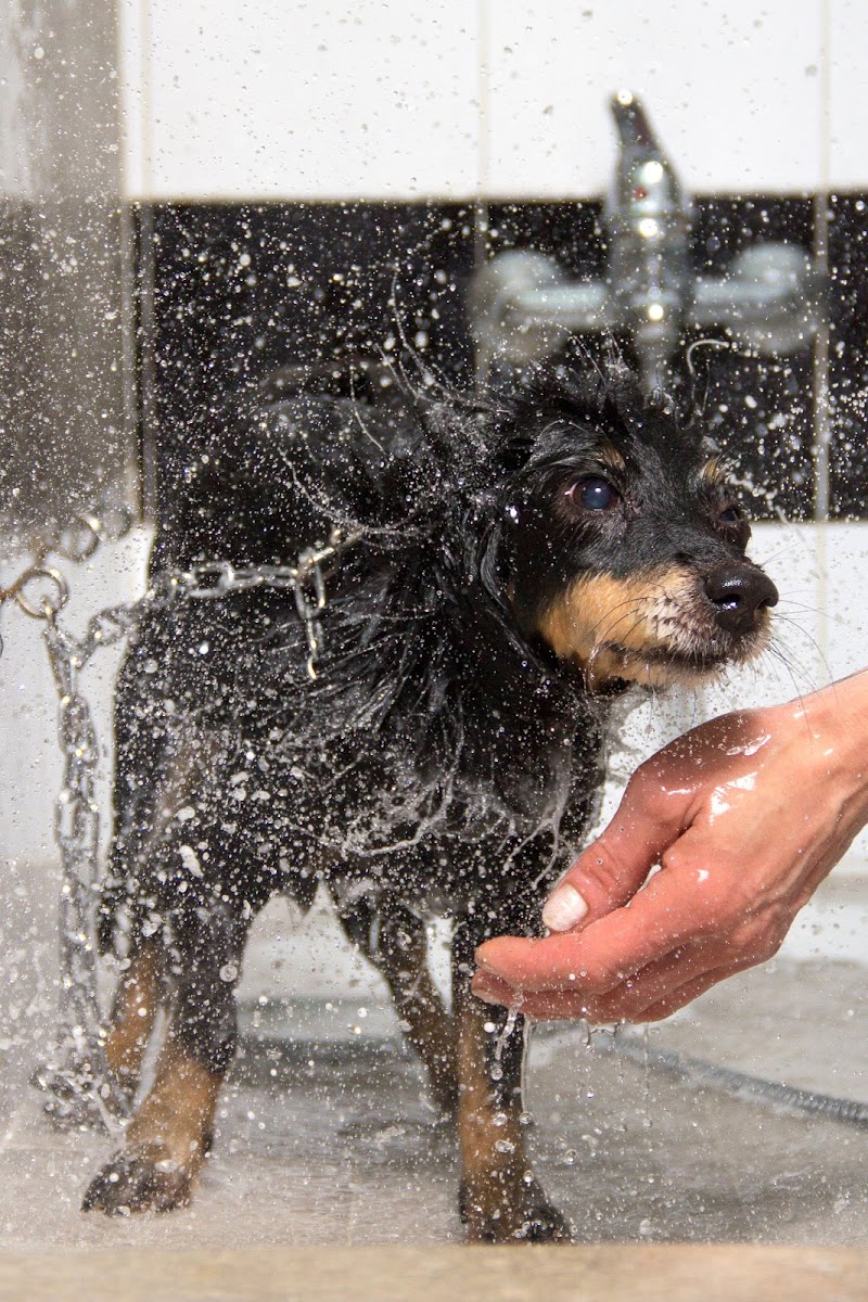 Grooming Center Roma