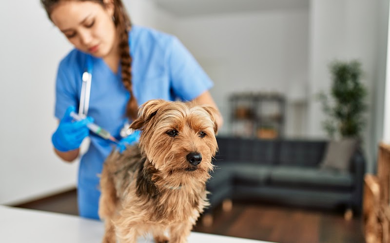VETATHOMEROME - Veterinari a Domicilio a Roma