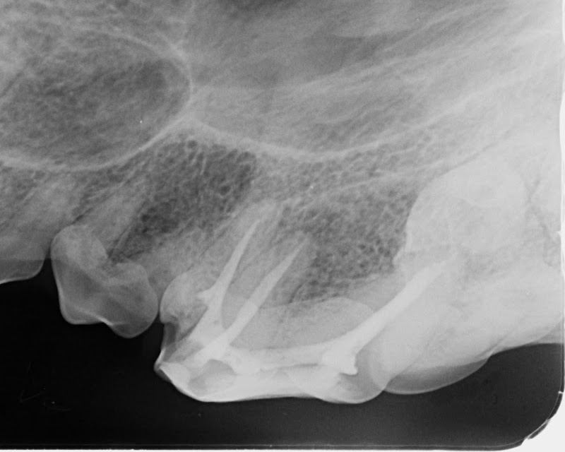 Ambulatorio Dentistico Veterinario " Odonto Vet Roma"