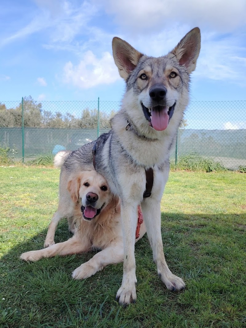 Social Dog Lab®