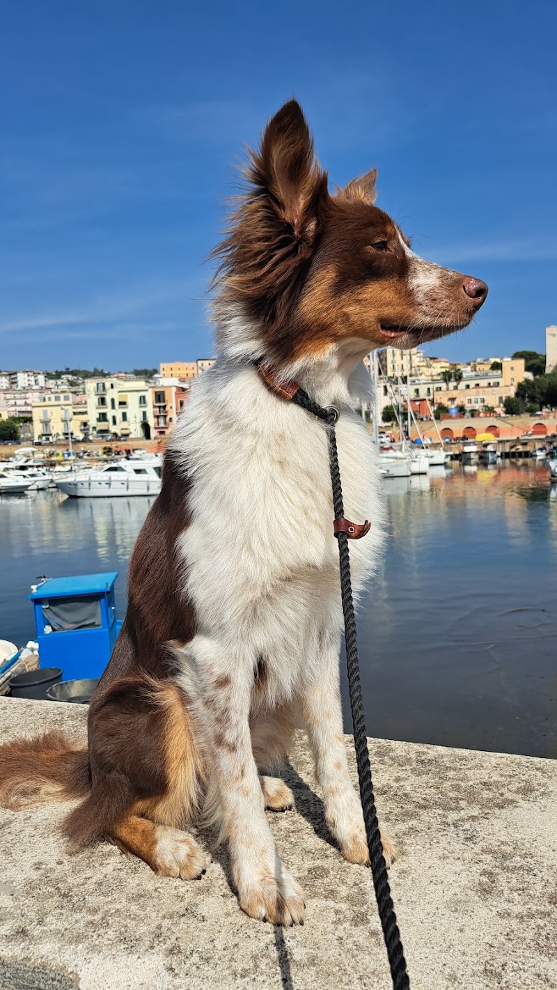 Dog sitter Roma