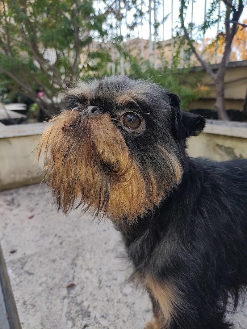 Stargroom - toeletta per cani e gatti