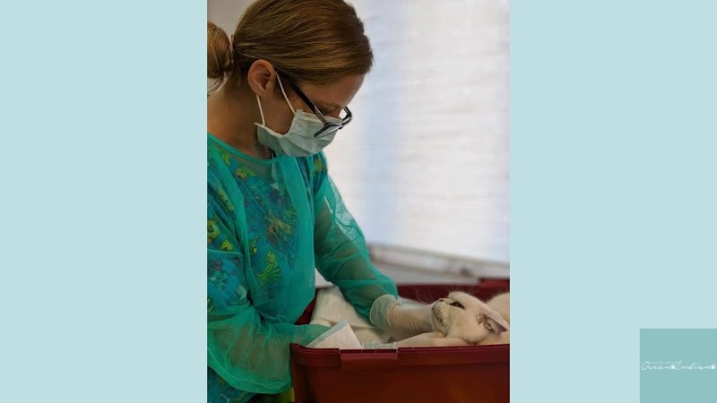 Ambulatorio Veterinario Oceano Indiano