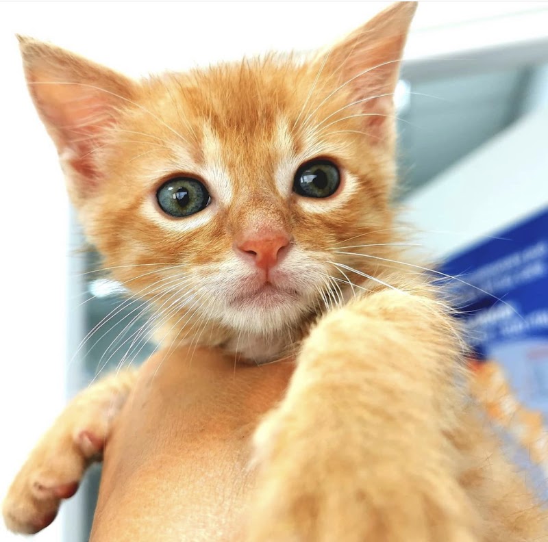 Ambulatorio Veterinario Porta Di Roma