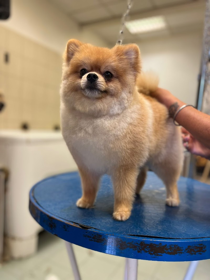 Dog Style