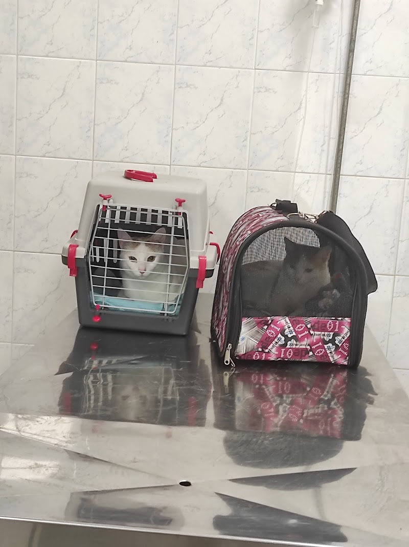 Ambulatorio Veterinario Dott. Gianmarco Gentile. Cinecittà