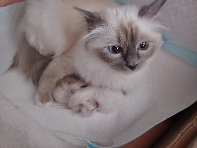 Birmamami Allevamento Gatto Sacro di Birmania