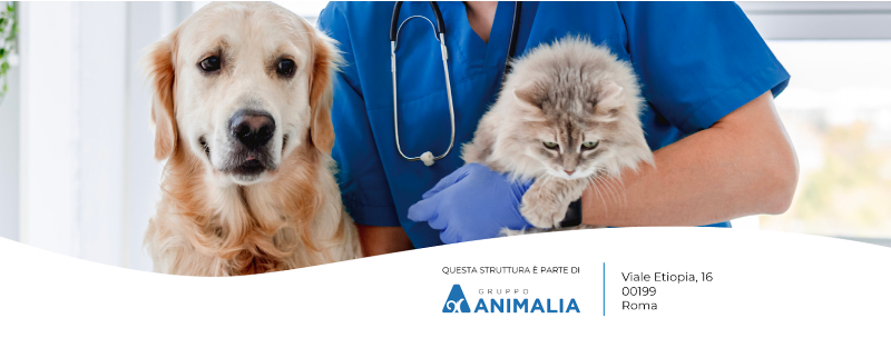 Clinica Veterinaria Etiopia srl