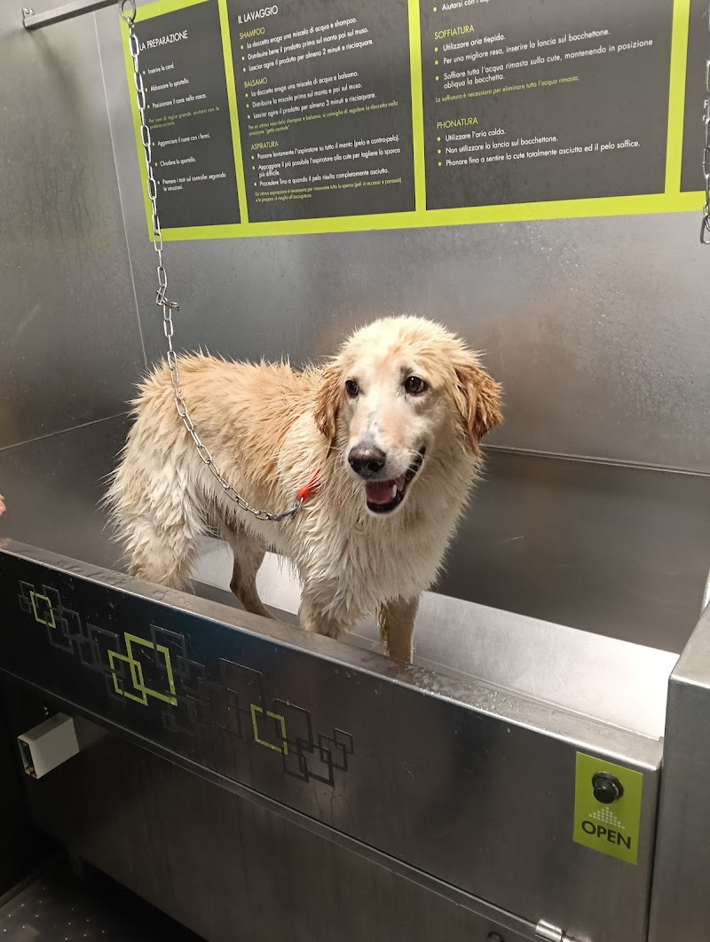 Wash Dog Roma Prati