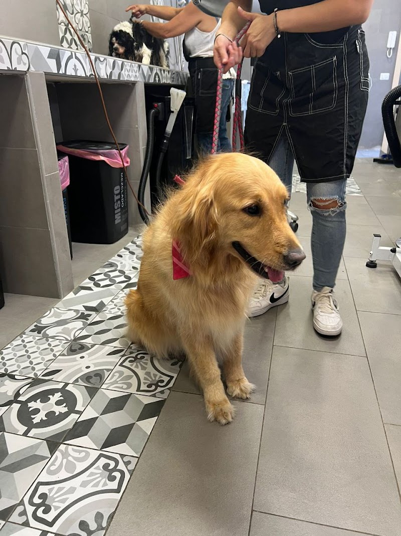 ZAMPETTANDO - Negozio per Animali e Toelettatura a Roma
