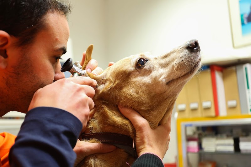 Veterinary Clinic Portuense