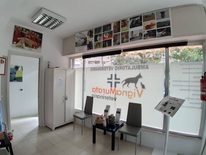 Surgery Veterinarian Eur Vigna Murata
