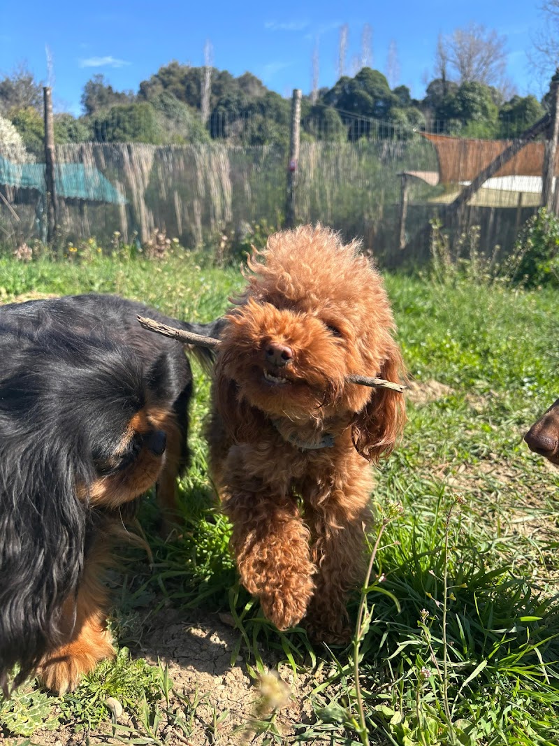 GiulioPets - Asilo & Pensione casalinga per Cani