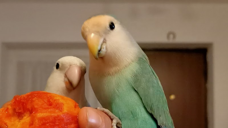 Pippi The Lovebird (allevamento amatoriale inseparabili roseicollis)solo su appuntamento