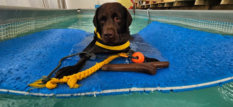H2A Rescue Dog