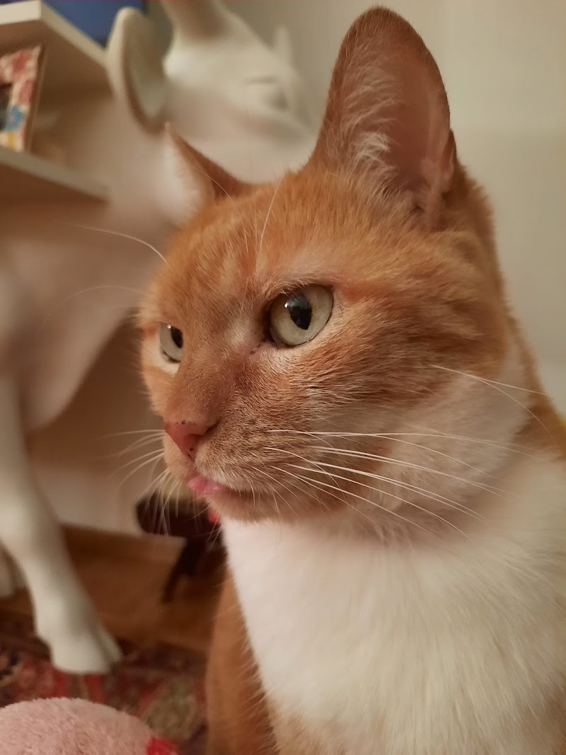 RoMiao Cat Sitter