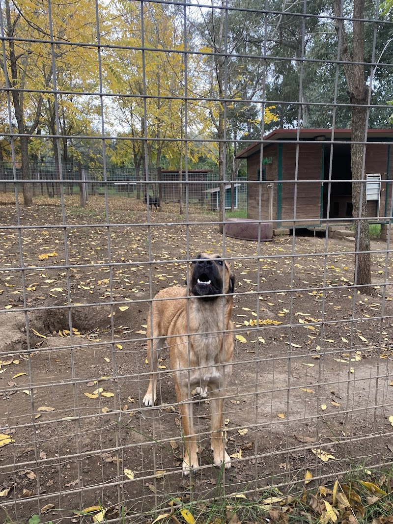 Da Capo A Coda Dog Residence