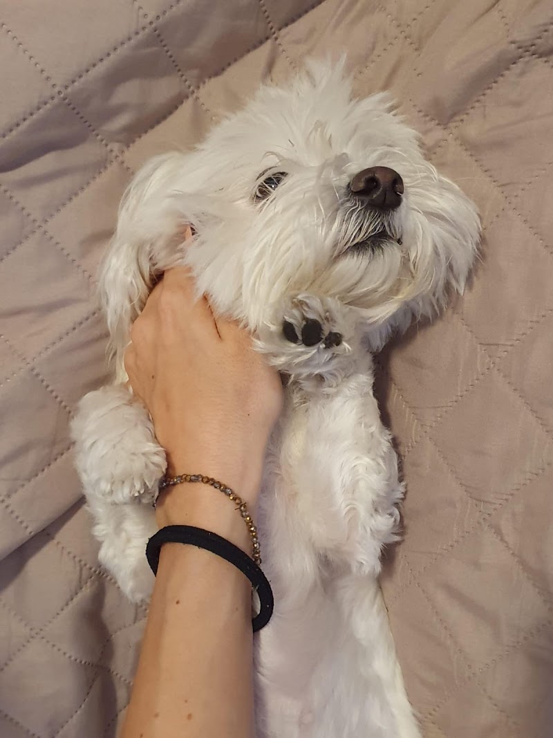 Carla Dogsitter- Roma
