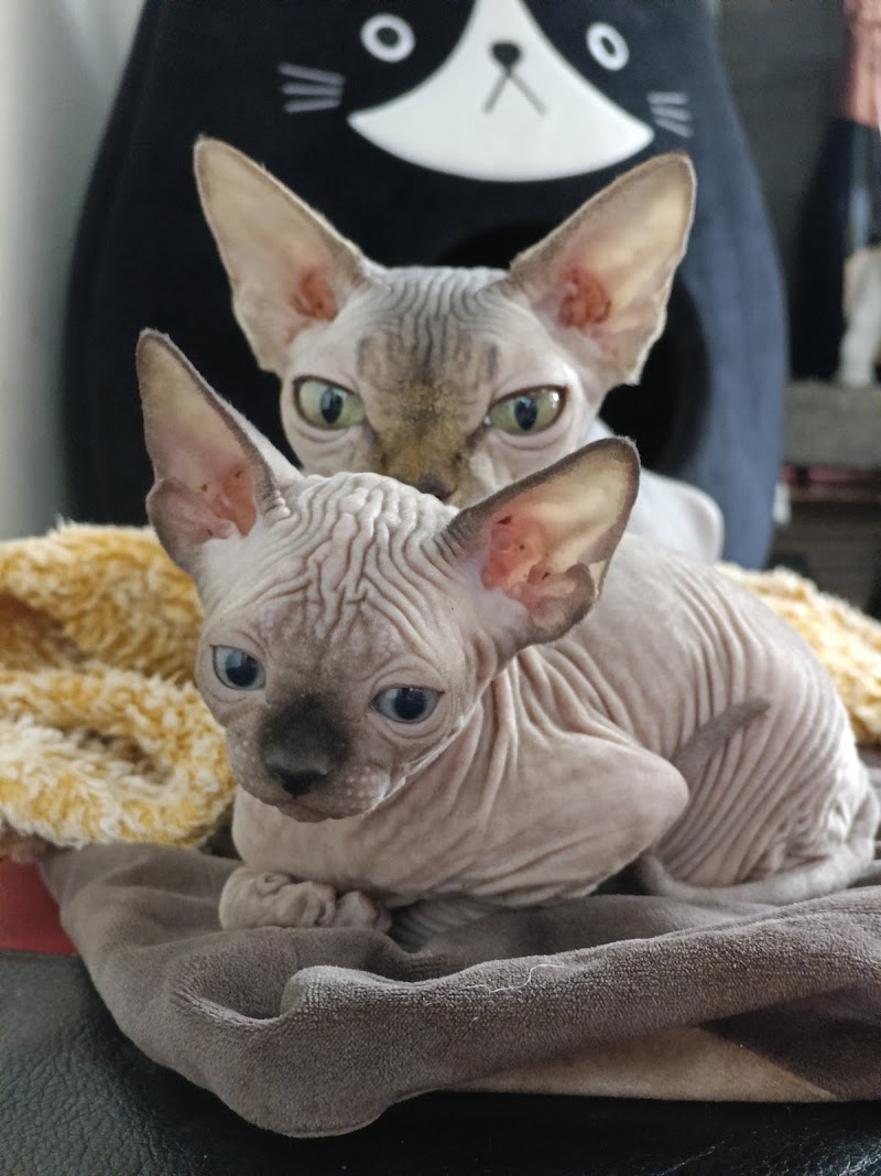 Caput Mundi allevamento e pensione per cani boxer, bulldog francese e bull terrier miniature
