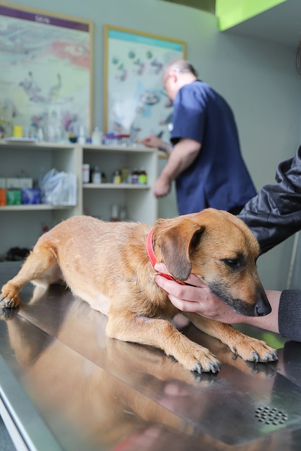 Centro Veterinario Aleandri
