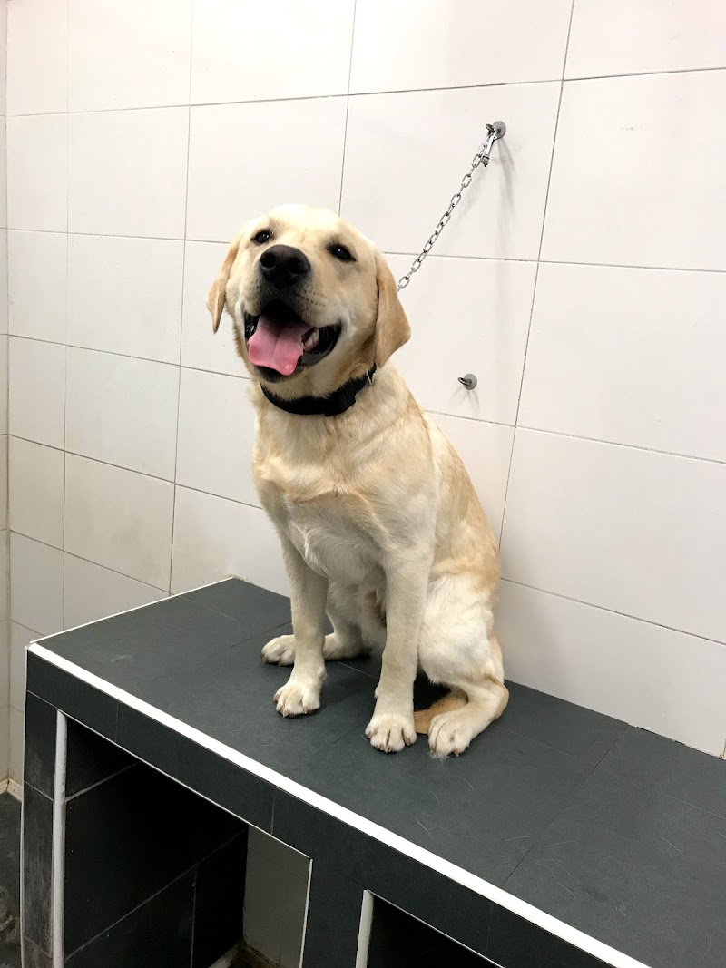 Beauty Pet Salon