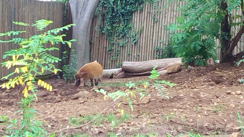 Centro Recupero Fauna Selvatica Lipu Roma