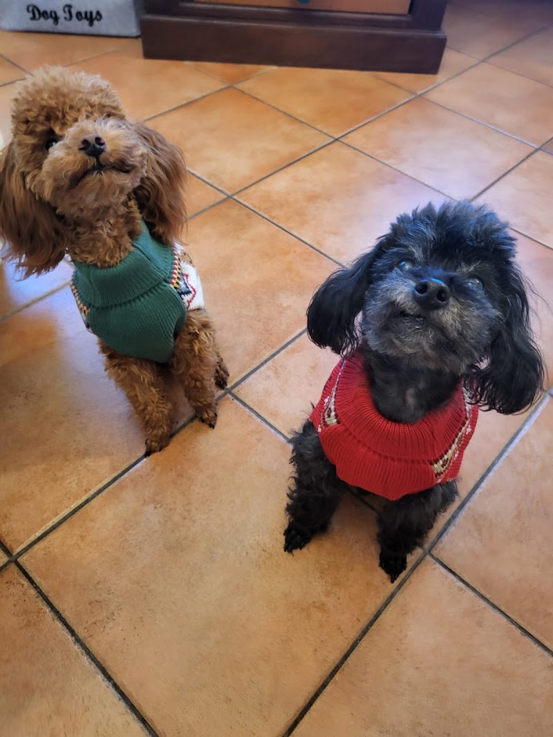 Pet Smile Toeletta e Bautique