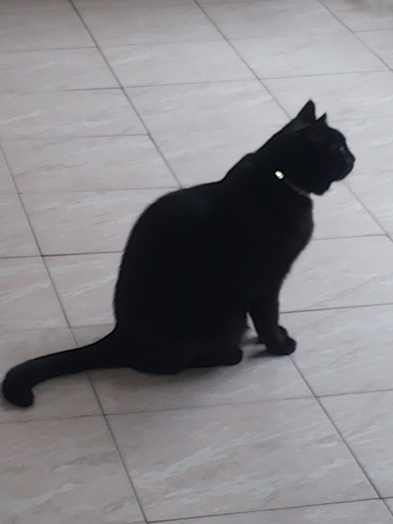 Ambulatorio Veterinario Sestio Calvino