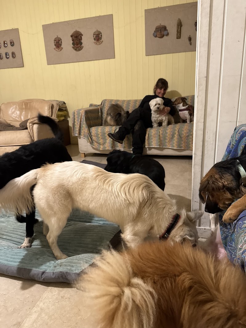 Asilo Cani Felici