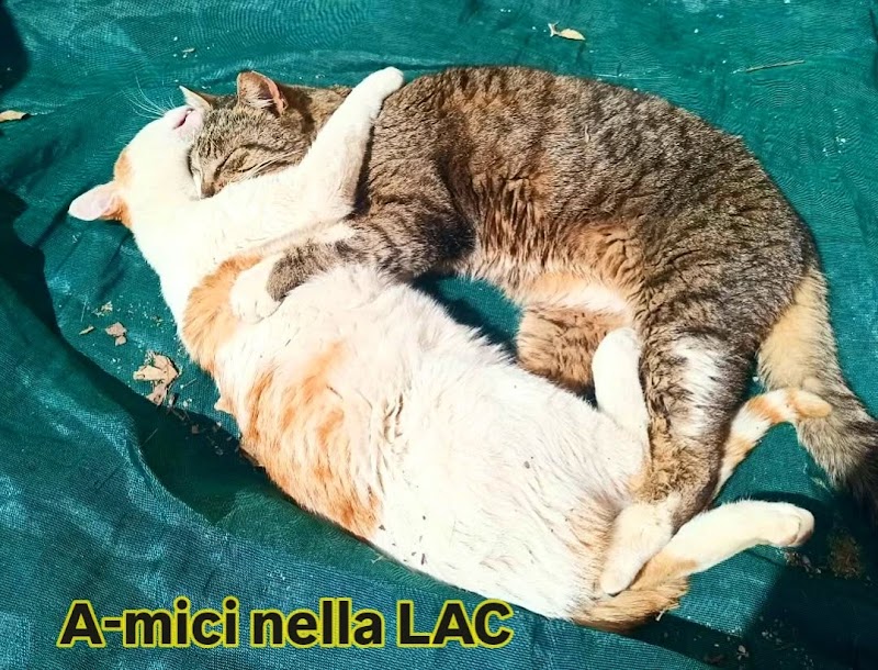 Lega per l'Abolizione della Caccia O.D.V.