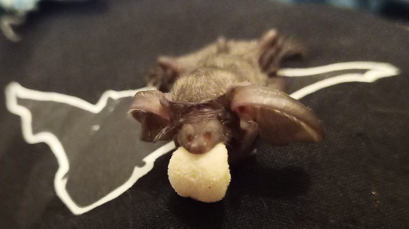 Tutela Pipistrelli