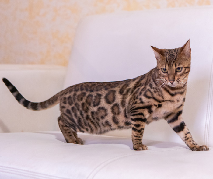 Piccolo leopardo allevamento
