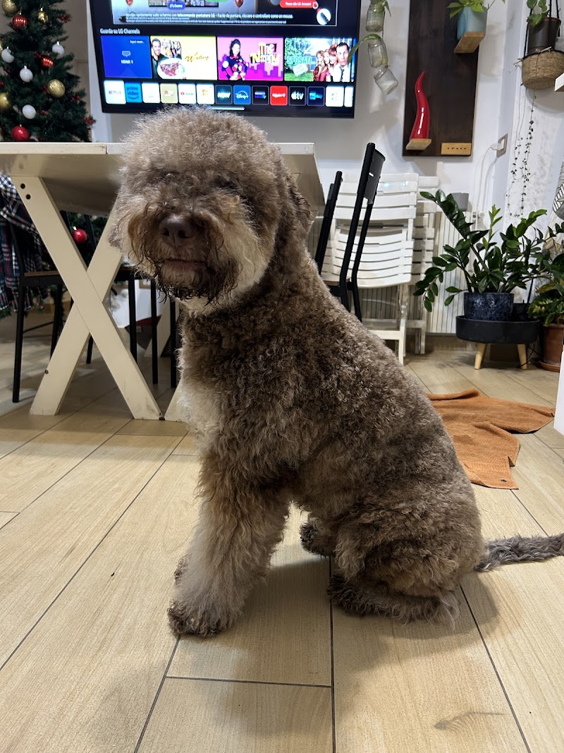 Planet Dog