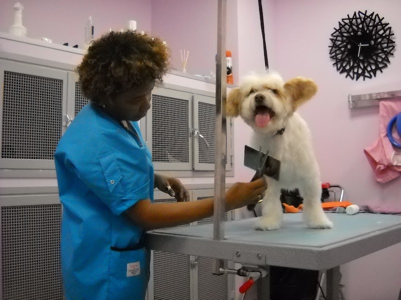 Toeletta per Cani Montesacro