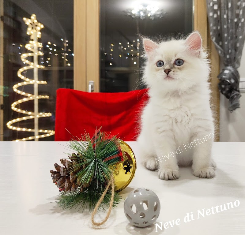 Gatti siberiani Neva-Masquerade - Neve di Nettuno cattery