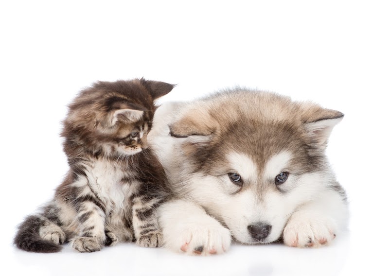 Pet Shop Store Alimenti ed Accessori per cani e gatti OnLine
