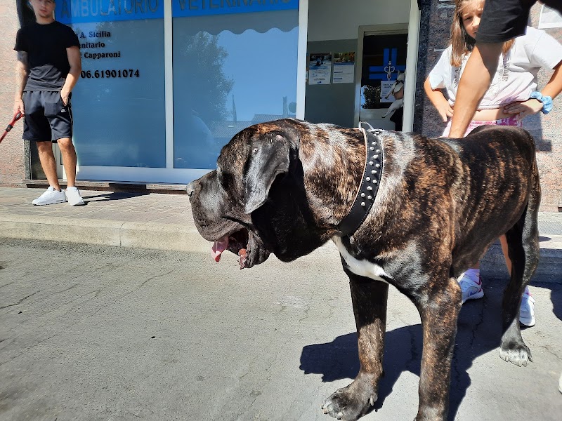 Surgery Veterinarian Dr. Capparoni Fabio