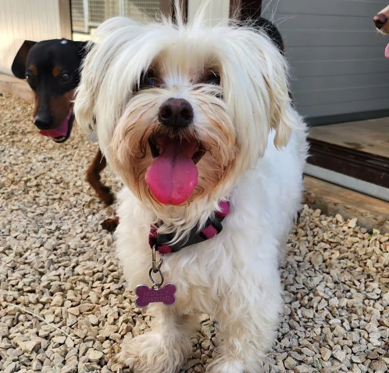 Jlenia Dog Sitter Roma