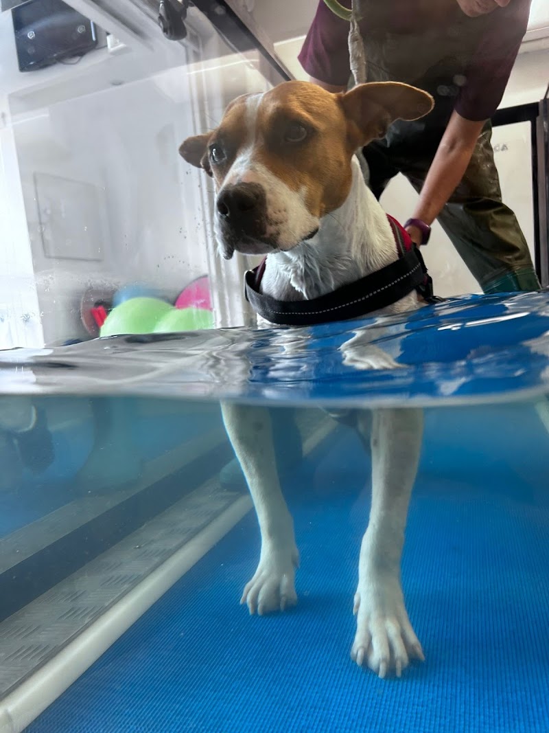 Ambulatorio di fisoterapia veterinaria Priscilla