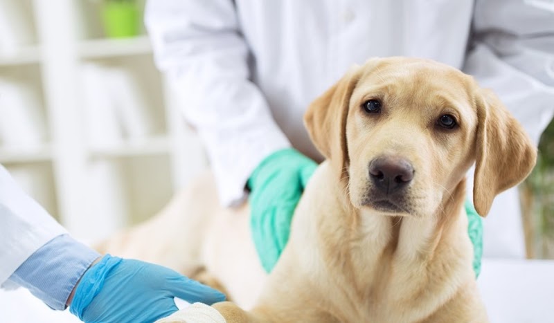 Veterinario Elisabetta Ferrari - Eur Torrino Mezzocammino