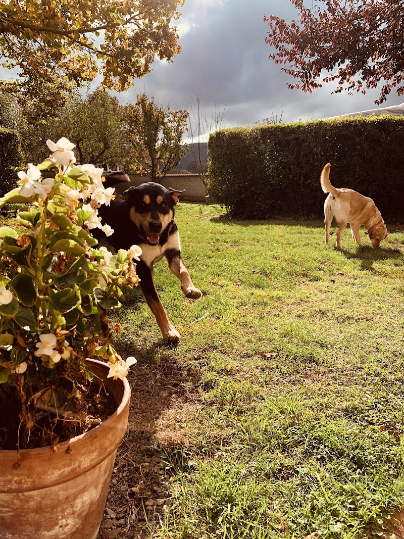 Clinica veterinaria roma - Clinica Penelope