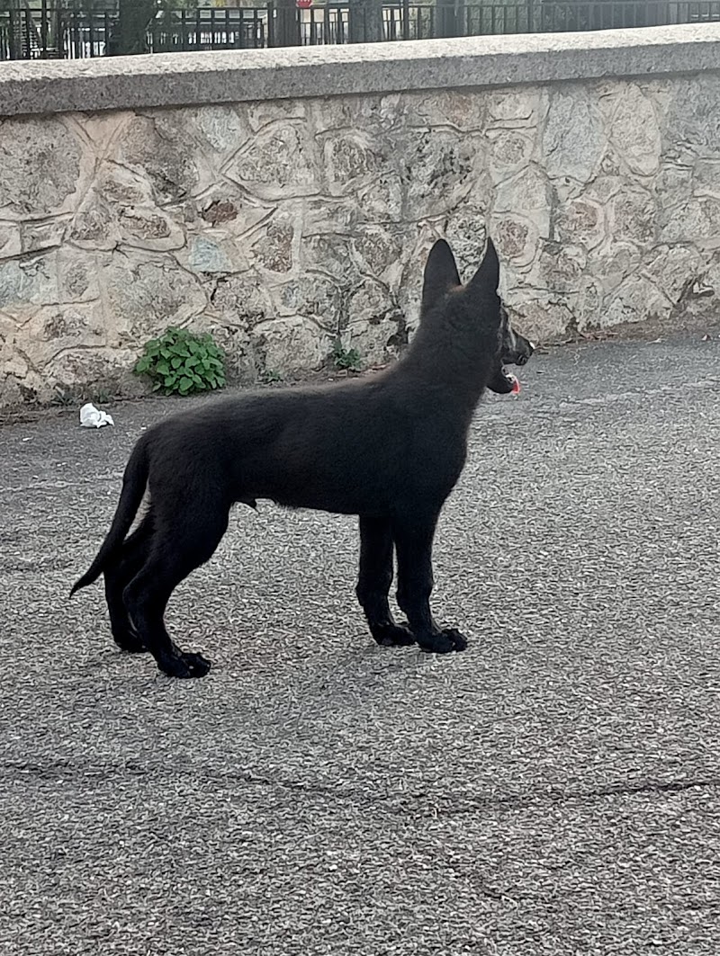 K9 Security Academy | Addestramento Cani (ROMA)