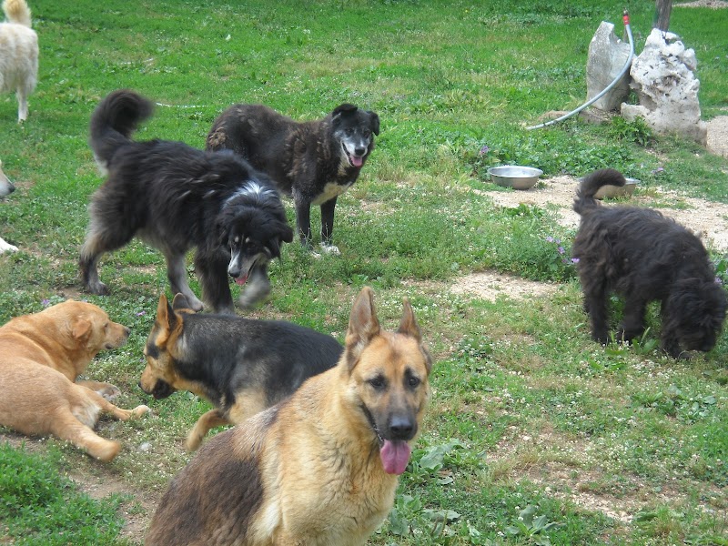 Associazione Amici dei Cani