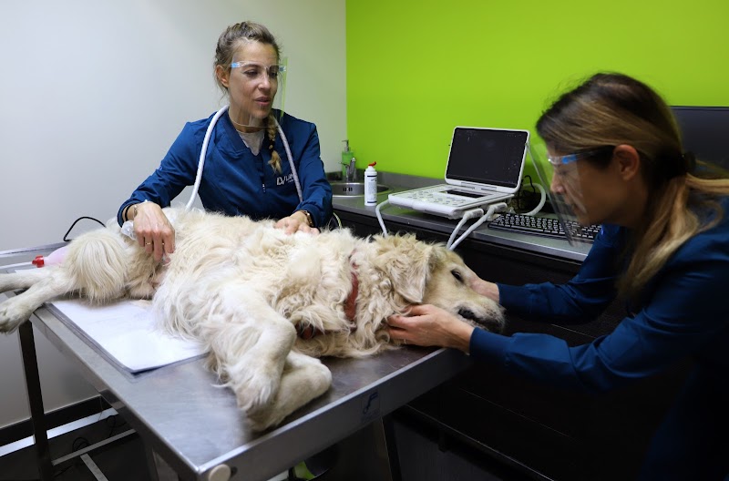 Lifevet Veterinaria | Clinica Veterinaria